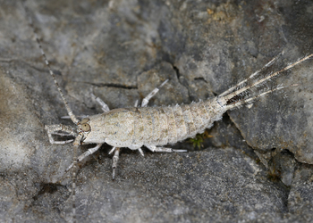 Felsenspringer (Lepismachilis y-notata) - © Gernot Kunz